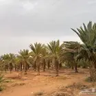 نخل ارتفاع 4 متر سكري للبيع
