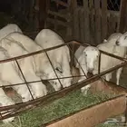 فران ورحيل تربيه للبيع على السوم