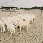 طليان مناسبات