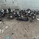 بط بلدي للبيع
