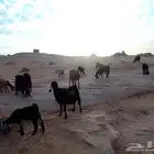 للبيع معزا ولد ودفيع وجفار جذعات الموقع ضوحي تيماء