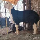 خروق نجدي مشروع فحل شق تويم