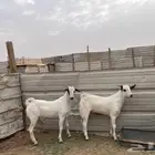 تيوس بيشيات فل شحم