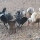 بط مسكوفي مصري للبيع