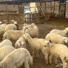 طليان حريات