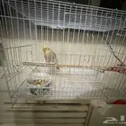 عصفور كروان