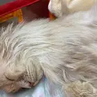 قط مفقود
