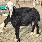 نعجتين نجديات حليب