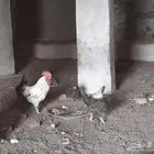 دجاج بلدي للبيع