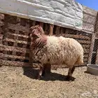 رخل جذعه