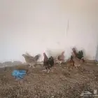 للبيع 4 دجاج و 2 ديوك بلدي