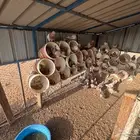 حمام فرنسي للبيع
