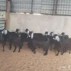 12 تيوس وجفار مندي