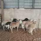 7 طليان رفيدي مستورد
