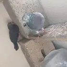 حمام مشكله
