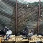 قطايف عموديات