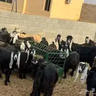معزاء للبيع