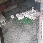 ارانب بلدي للبيع