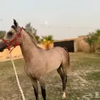 حصان واهو وحفيد العالمي مروان الشقب والبيع قريييب