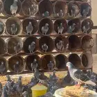 زاجل سباق أصيل