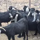 معزى صنف دفيع ومضاريع