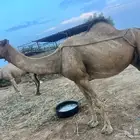 ناقه عرضية باهل على بعير