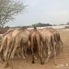 حواشي صوماليه للبيع جمله اسعار منافسه