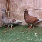 جوز زاجل سباق احمر معه فرخين