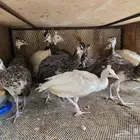 فراخ الطاووس أو الطاووس للبيع