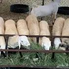 طليان مع الذبح والتوصيل