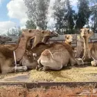 أحواش للايجار السنوي لتسمين قعدان - حواشي