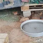 وبر