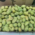 لوز اسكندري