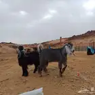 تيوس مخصي