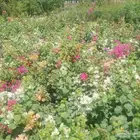 جميع انواع الشتلات توريد وتتنفيذ