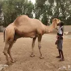 بعير للبيع