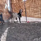 تيس مخصي