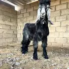 تيس خمس شهور طيب ونظيف