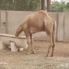 بعير للبيع