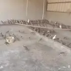 شنير