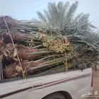 لدينا 28 نخله فسايل مثمره