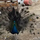 طاؤؤس للبيع