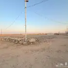 ارض مساحة 4500 مع استراحة للايجار السنوي