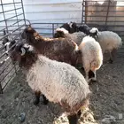 جذعان للبيع