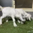 للبيع ماعز قزم