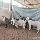 6 معزا
