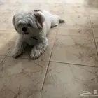 كلب مالتيز للتبني برسوم العمر سنتين