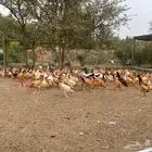 دجاج بلدي بشاير