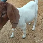 تيوس بورقوت