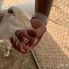شاه حايل فل شحم ولحم. للي بيعبي الثلاجه